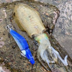 キロUPイカのRIDE ON!!